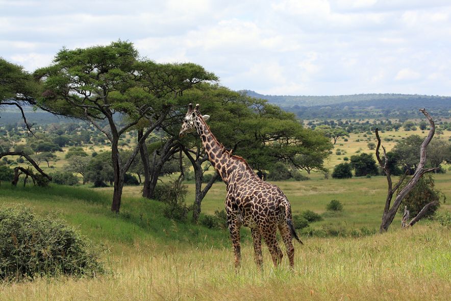 African landscape with masai giraffe in Tarangire national park Tanzania
