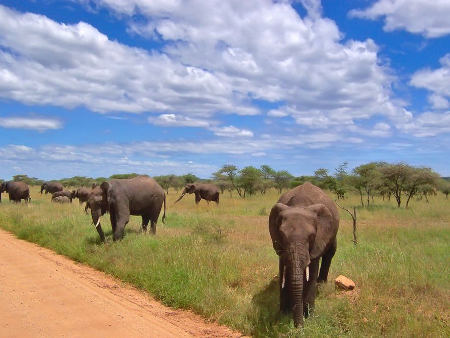 Elephants in the african savanna - Serengeti park - Tanzania.